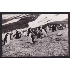 ANTARTIDA PINGUINOS TARJETA POSTAL